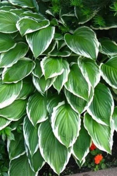 Хоста хвиляста Альбомаргіната з білими краями.